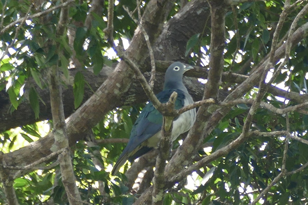 Spectacled Imperial-Pigeon - ML177255931