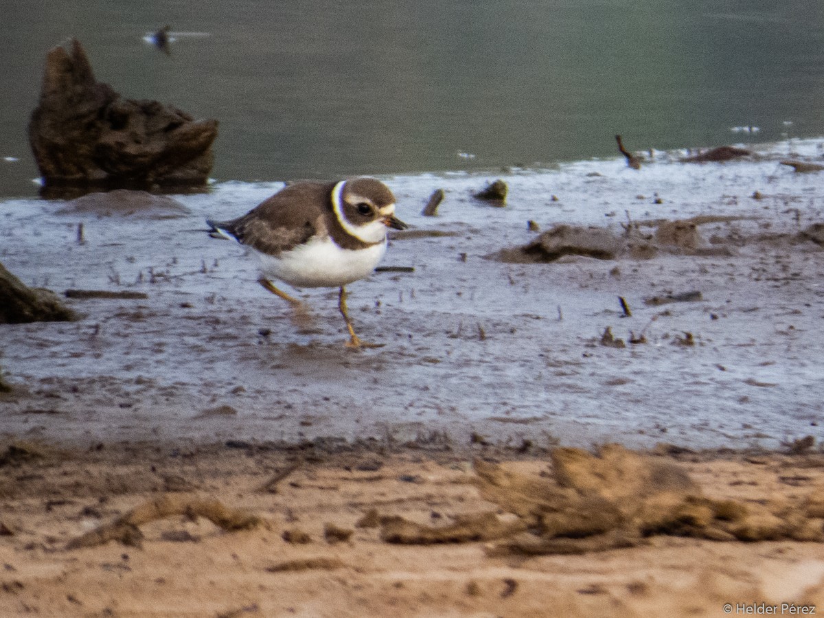 Semipalmated Plover - ML177261411