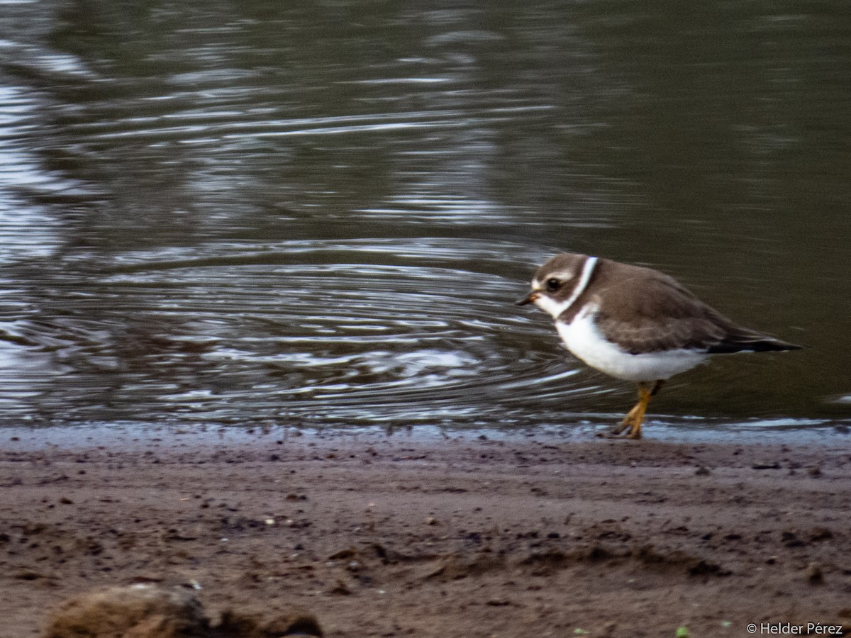 Semipalmated Plover - ML177261511