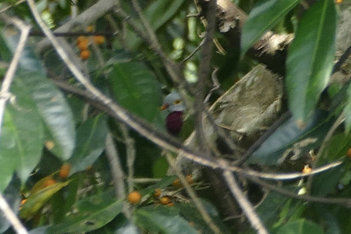 Claret-breasted Fruit-Dove - ML177262151