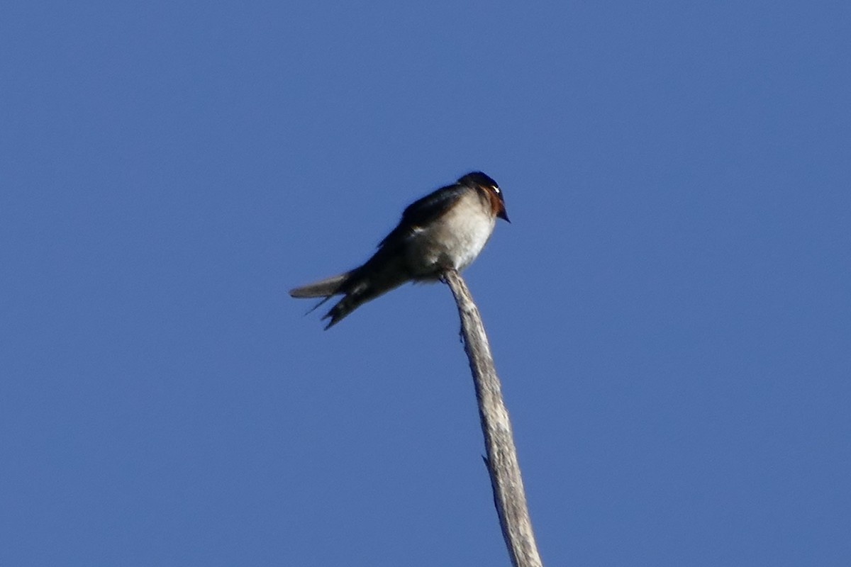 Pacific Swallow - ML177265931