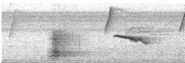 Spot-winged Antshrike - ML177266051