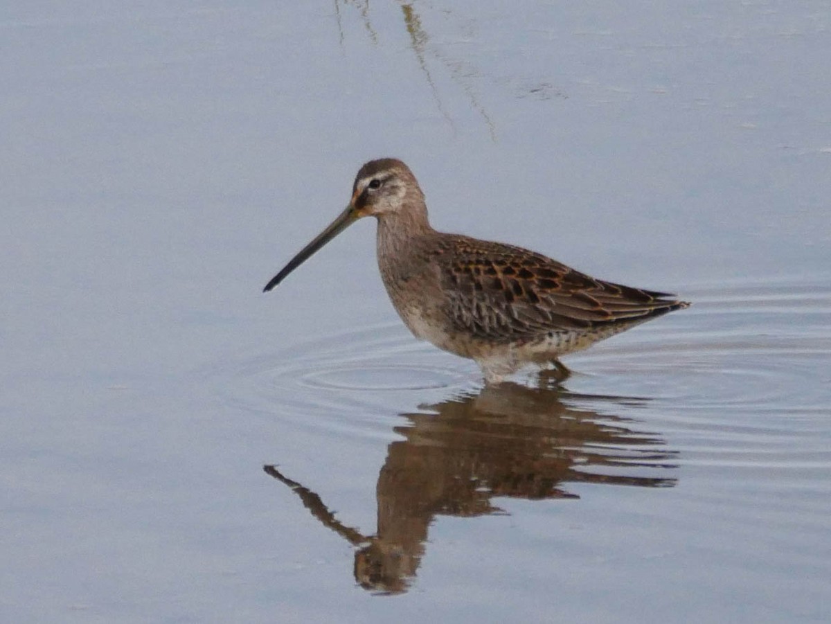 Long-billed Dowitcher - ML177269131