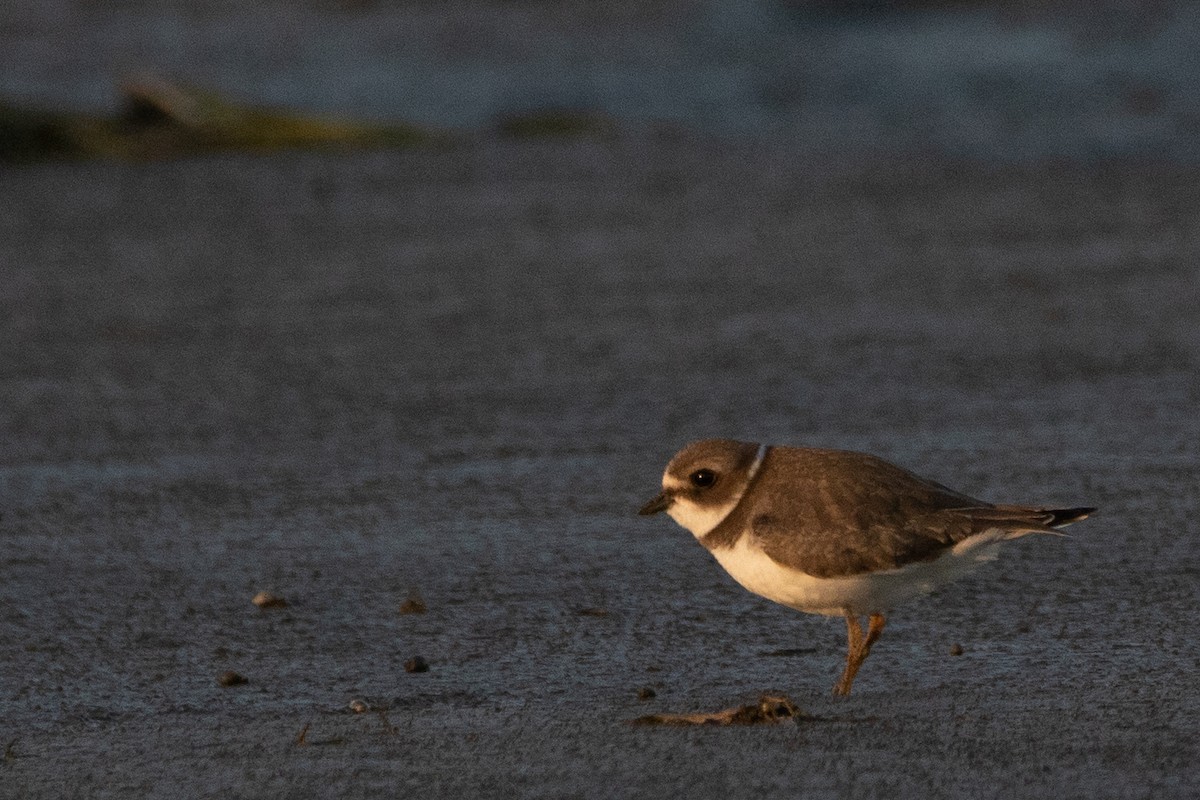 Semipalmated Plover - ML177269811