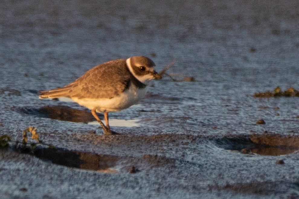 Semipalmated Plover - ML177269851