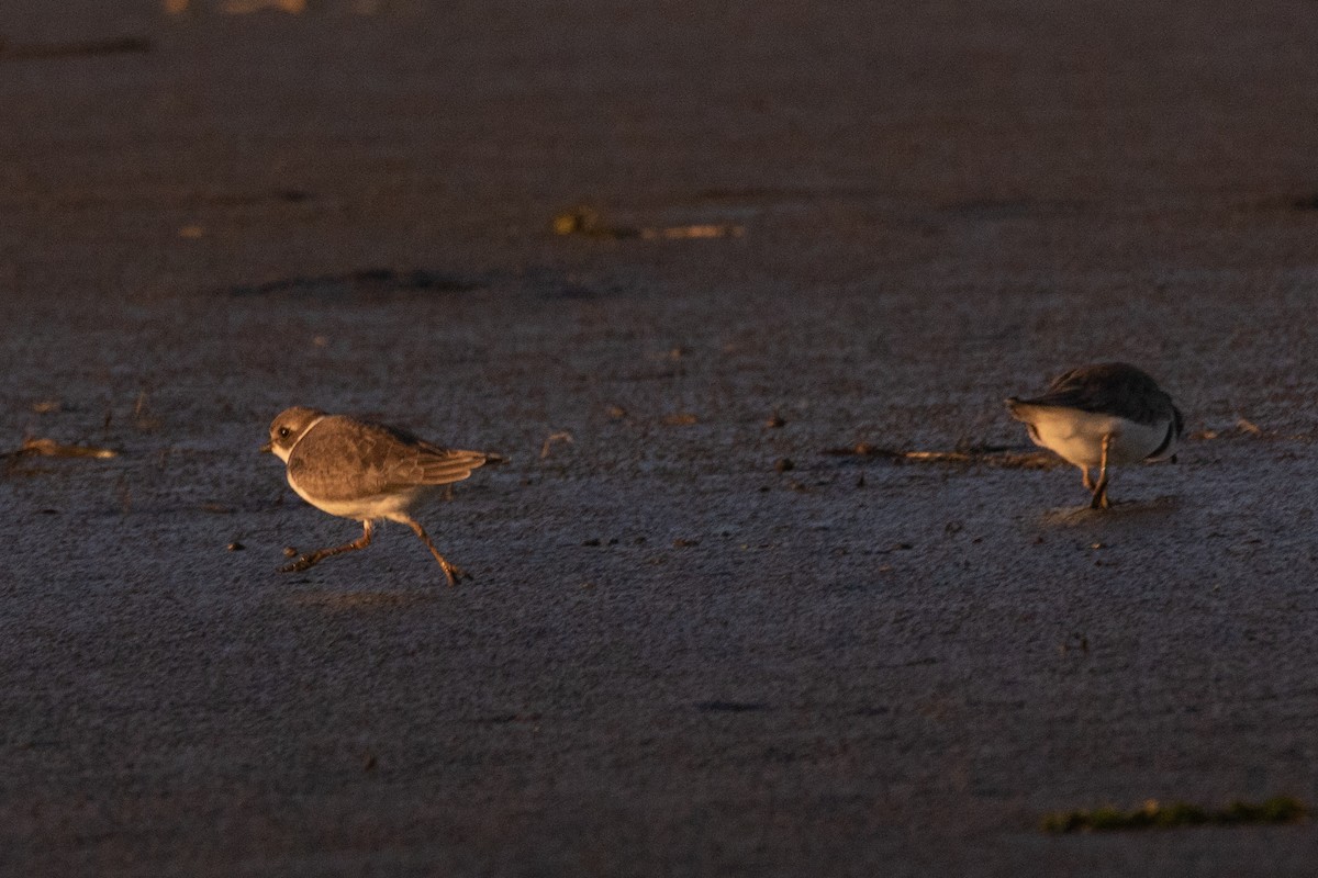 Semipalmated Plover - ML177269861