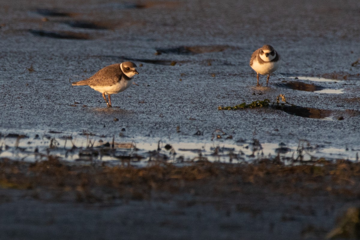 Semipalmated Plover - ML177269891