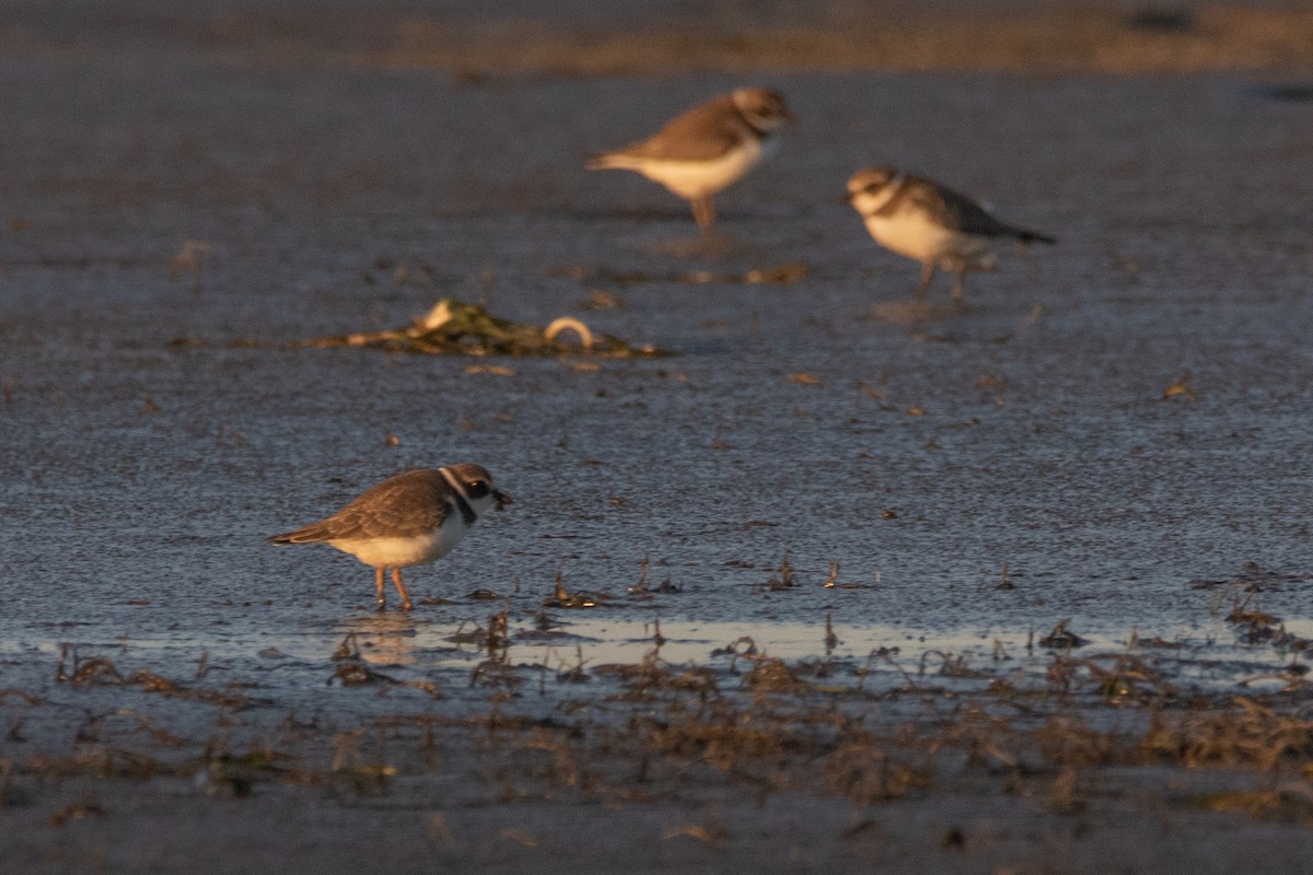 Semipalmated Plover - ML177269921