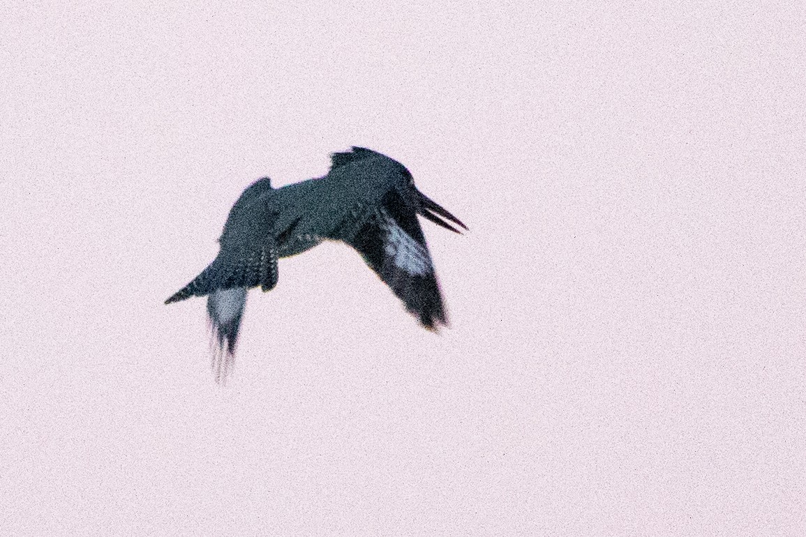 Belted Kingfisher - ML177270221