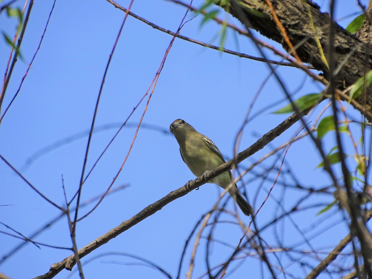 Cassin's Vireo - Kevin Williams