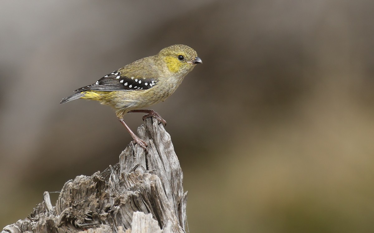 Forty-spotted Pardalote - ML177272881