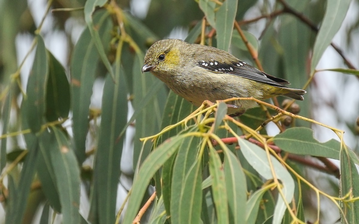 Forty-spotted Pardalote - ML177272971