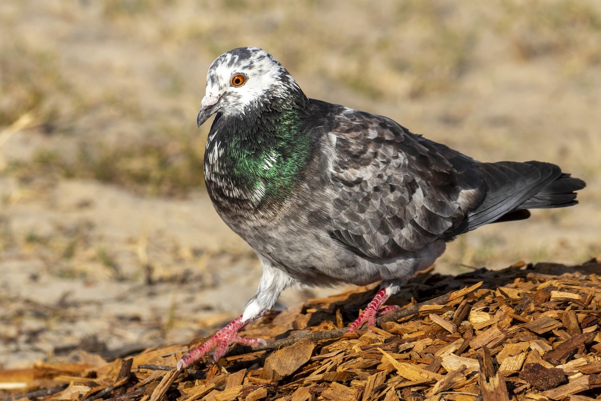Rock Pigeon (Feral Pigeon) - Andreas Heikaus