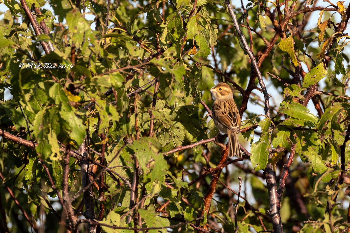 Clay-colored Sparrow - Anonymous