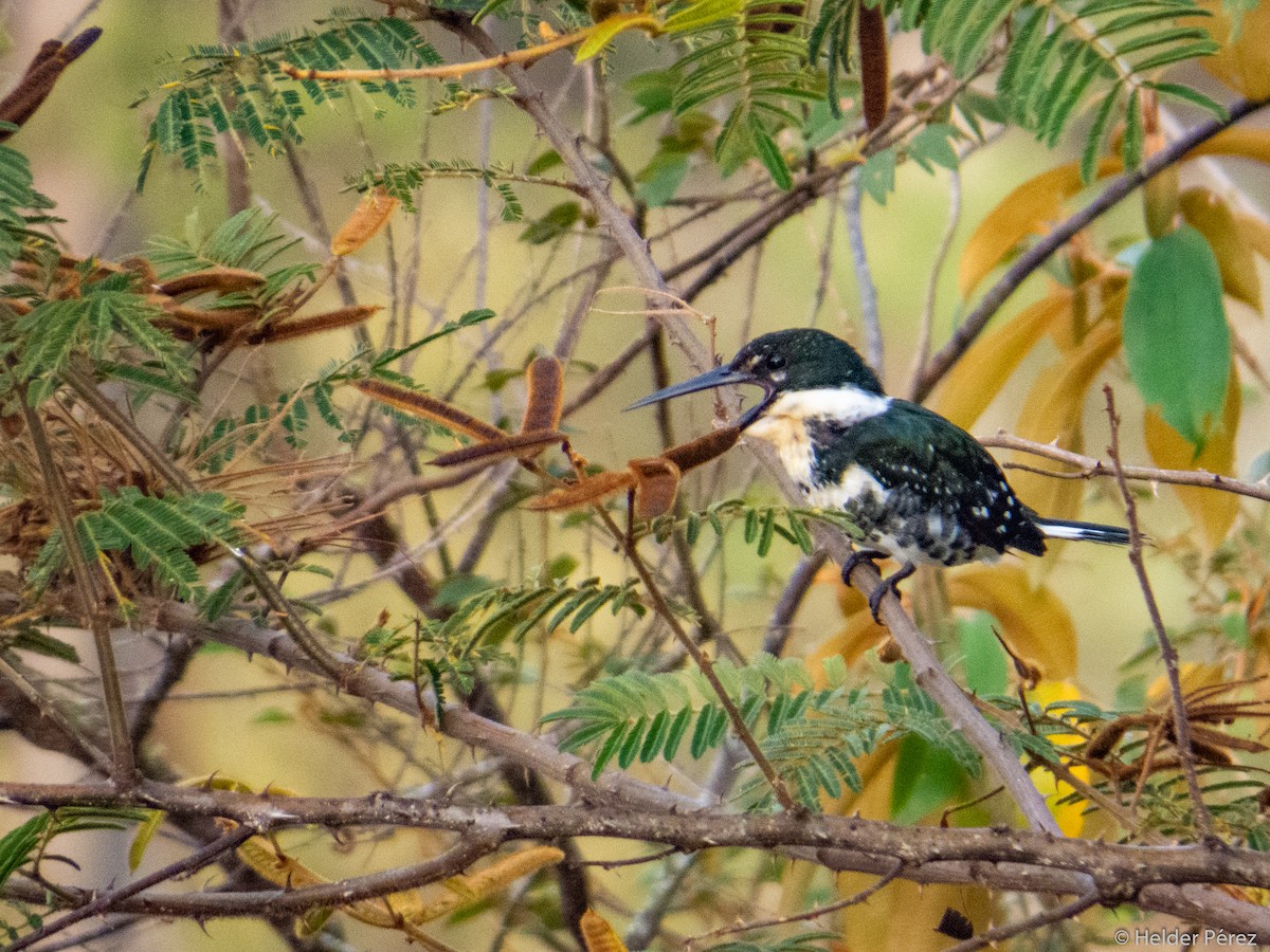 Green Kingfisher - Helder Perez