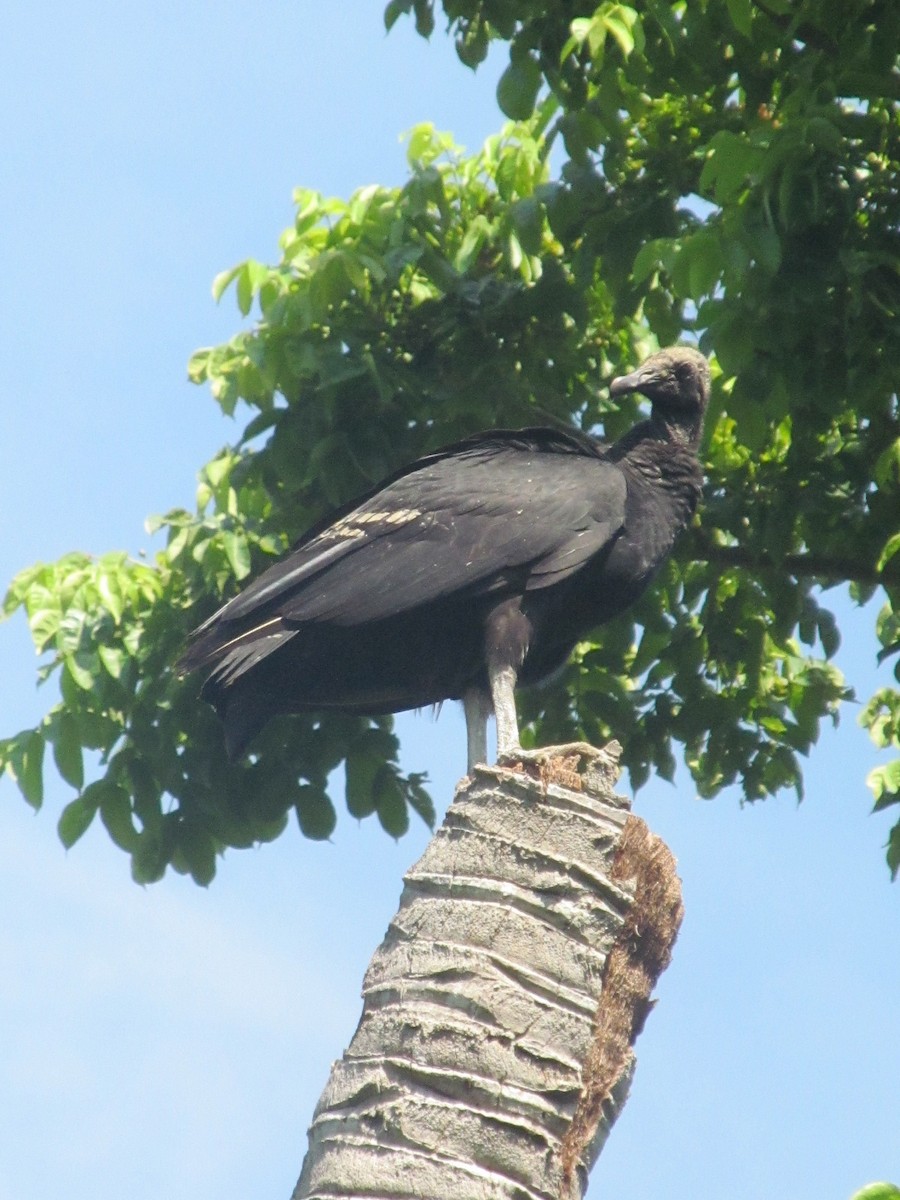 Black Vulture - Katalina Gutiérrez Hernández