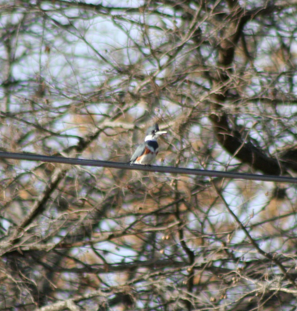 Belted Kingfisher - Paul Sellin