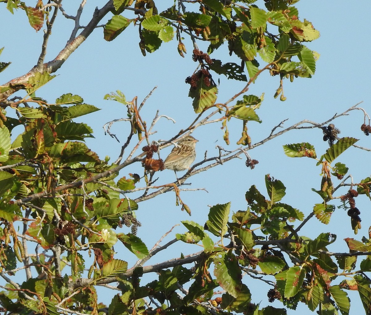 Chipping Sparrow - ML177297571