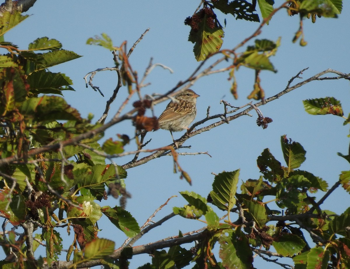 Chipping Sparrow - ML177297621