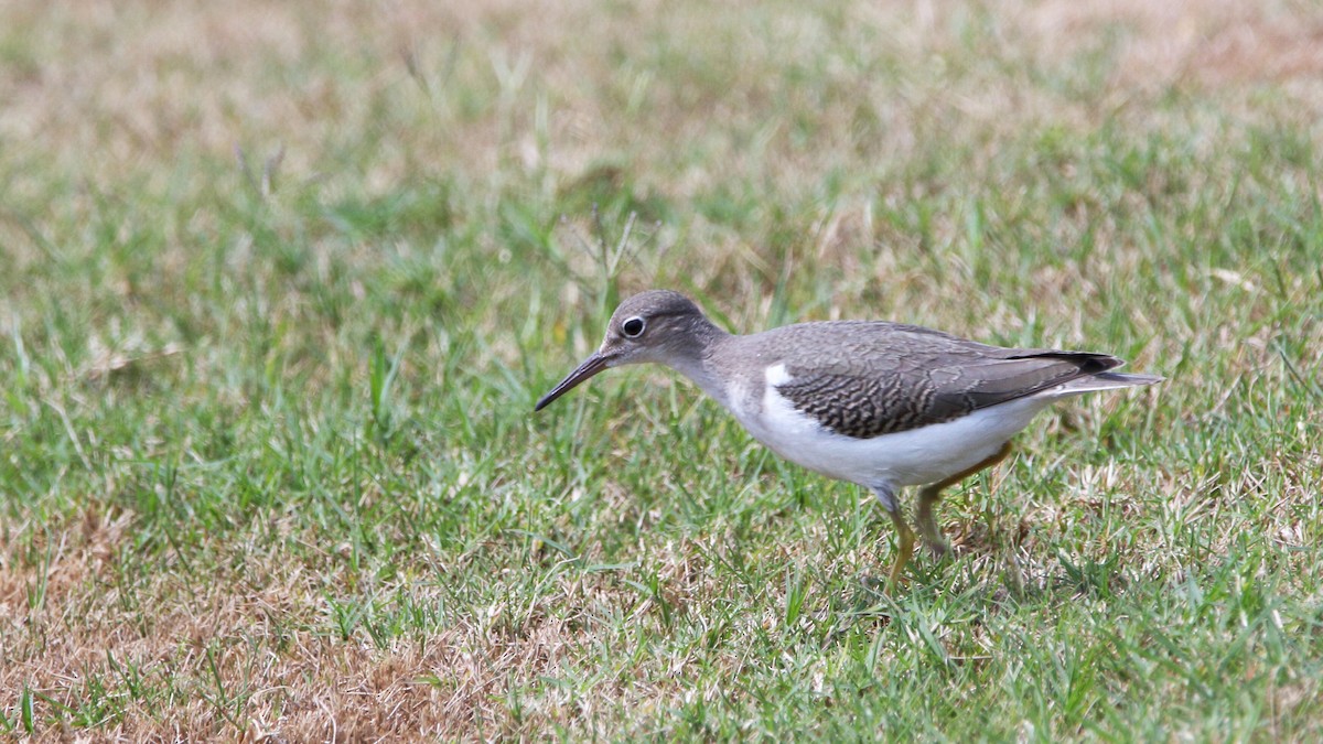 Spotted Sandpiper - Neal Morris