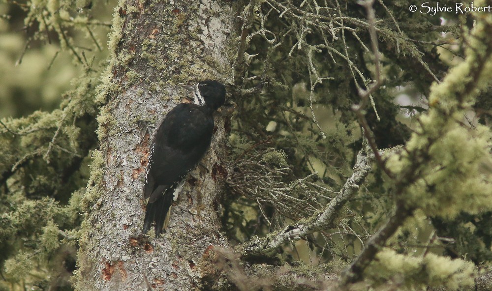 Black-backed Woodpecker - ML177300851