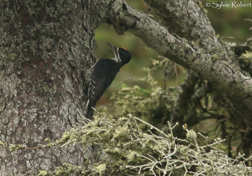 Black-backed Woodpecker - ML177300861