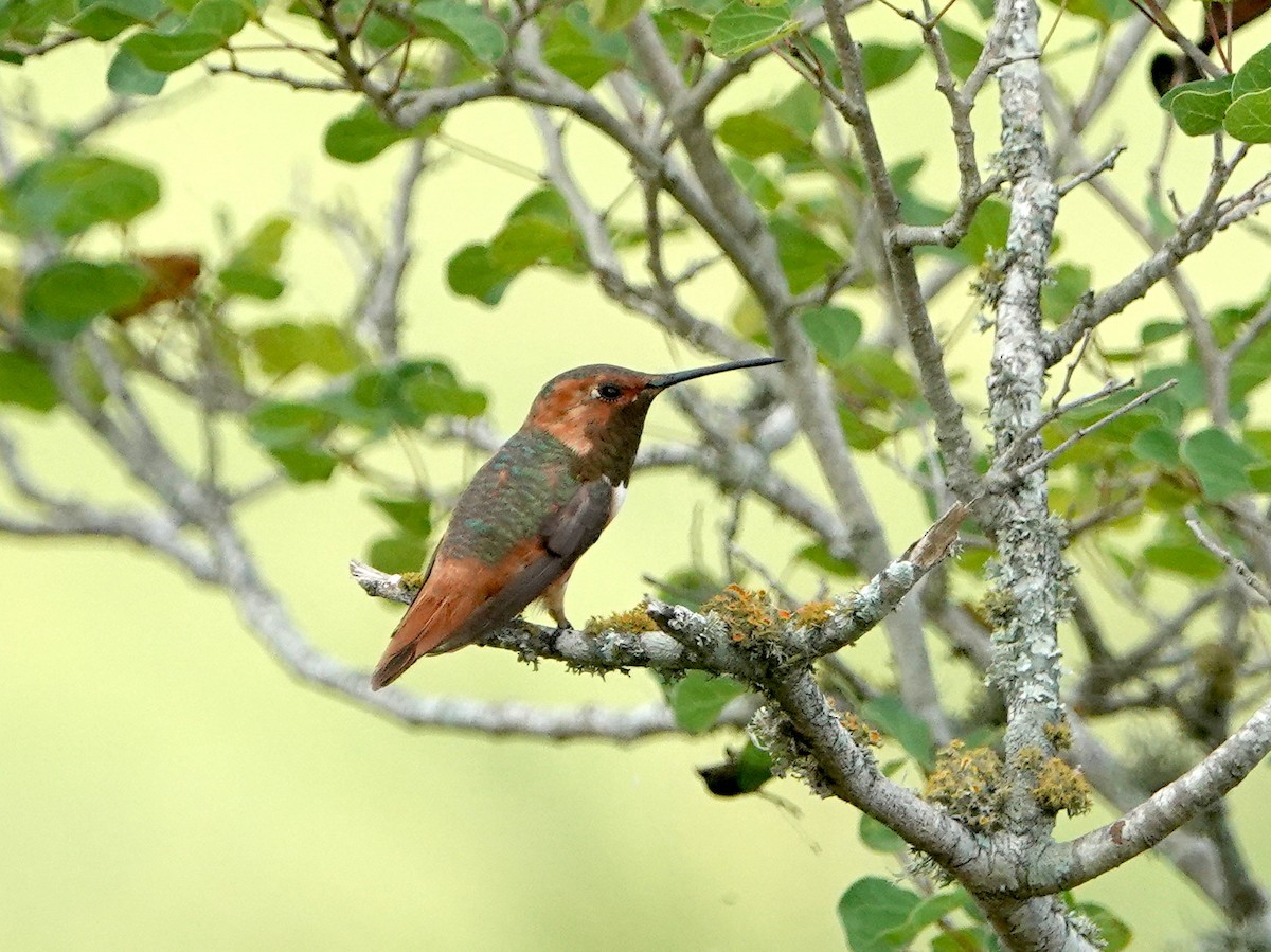 Rufous Hummingbird - Mark Terry