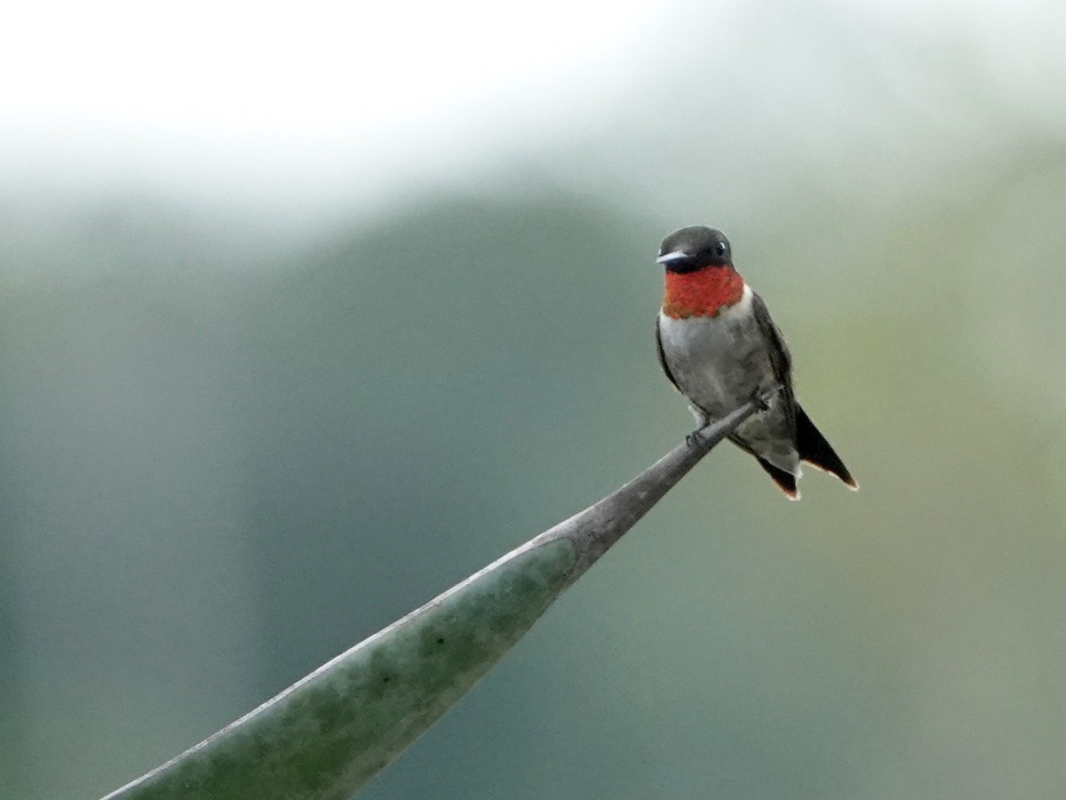 Ruby-throated Hummingbird - ML177302301
