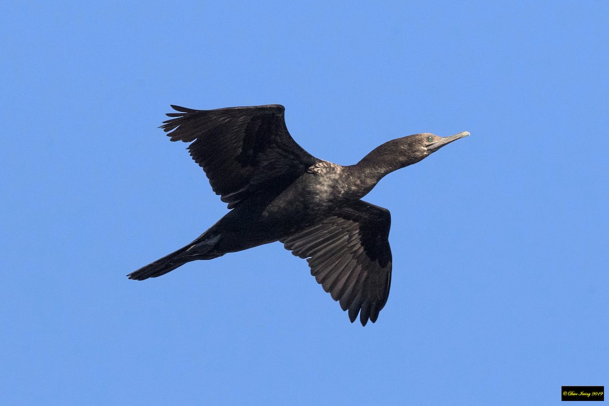Little Black Cormorant - ML177302311