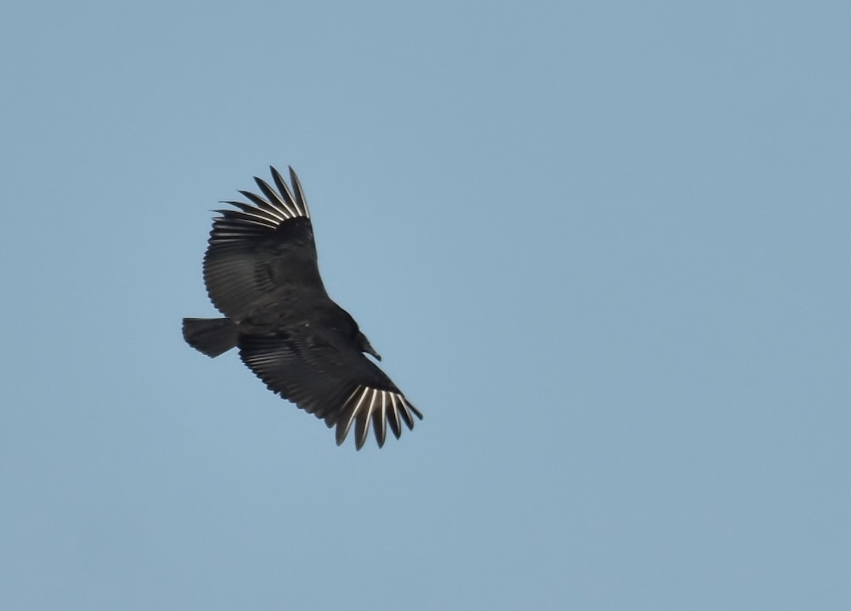 Black Vulture - Don Carbaugh