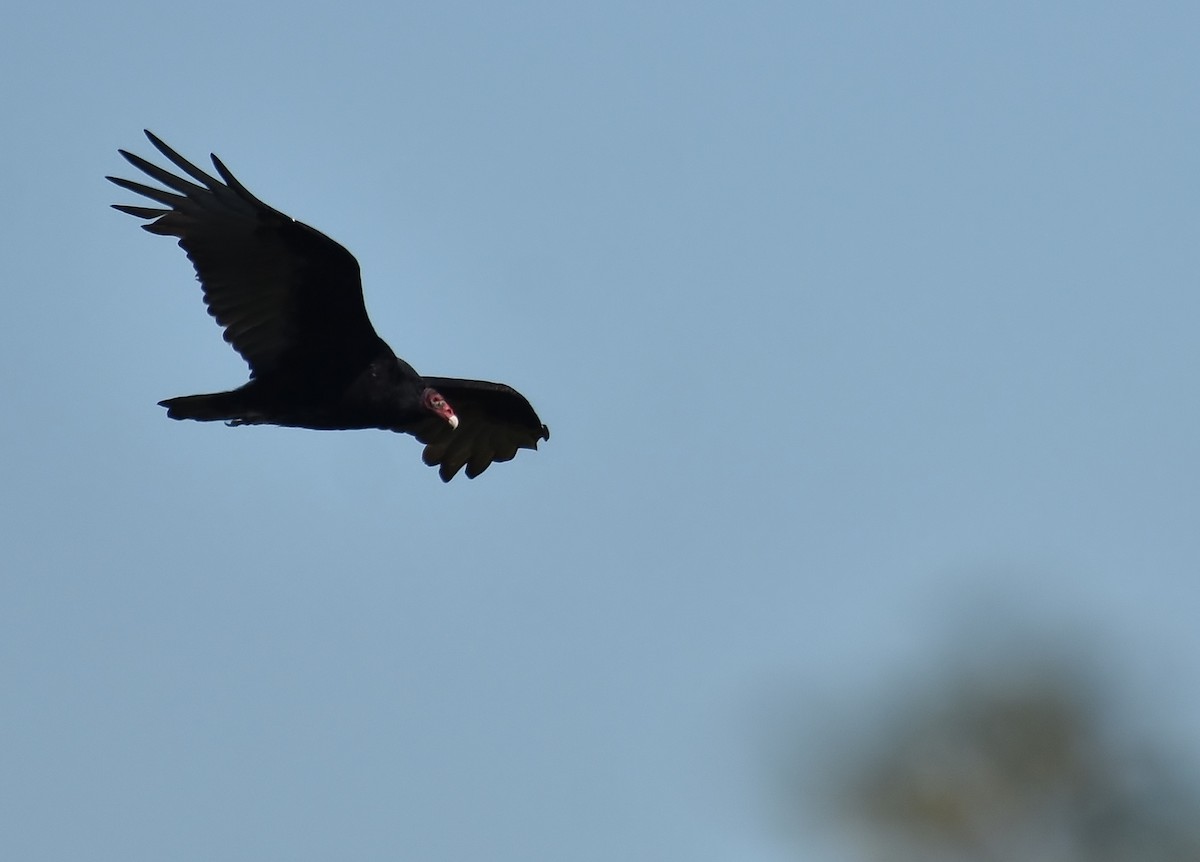 Turkey Vulture - Don Carbaugh