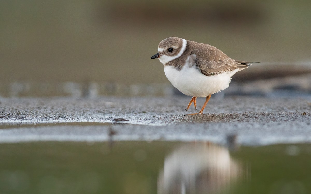 Semipalmated Plover - ML177308031