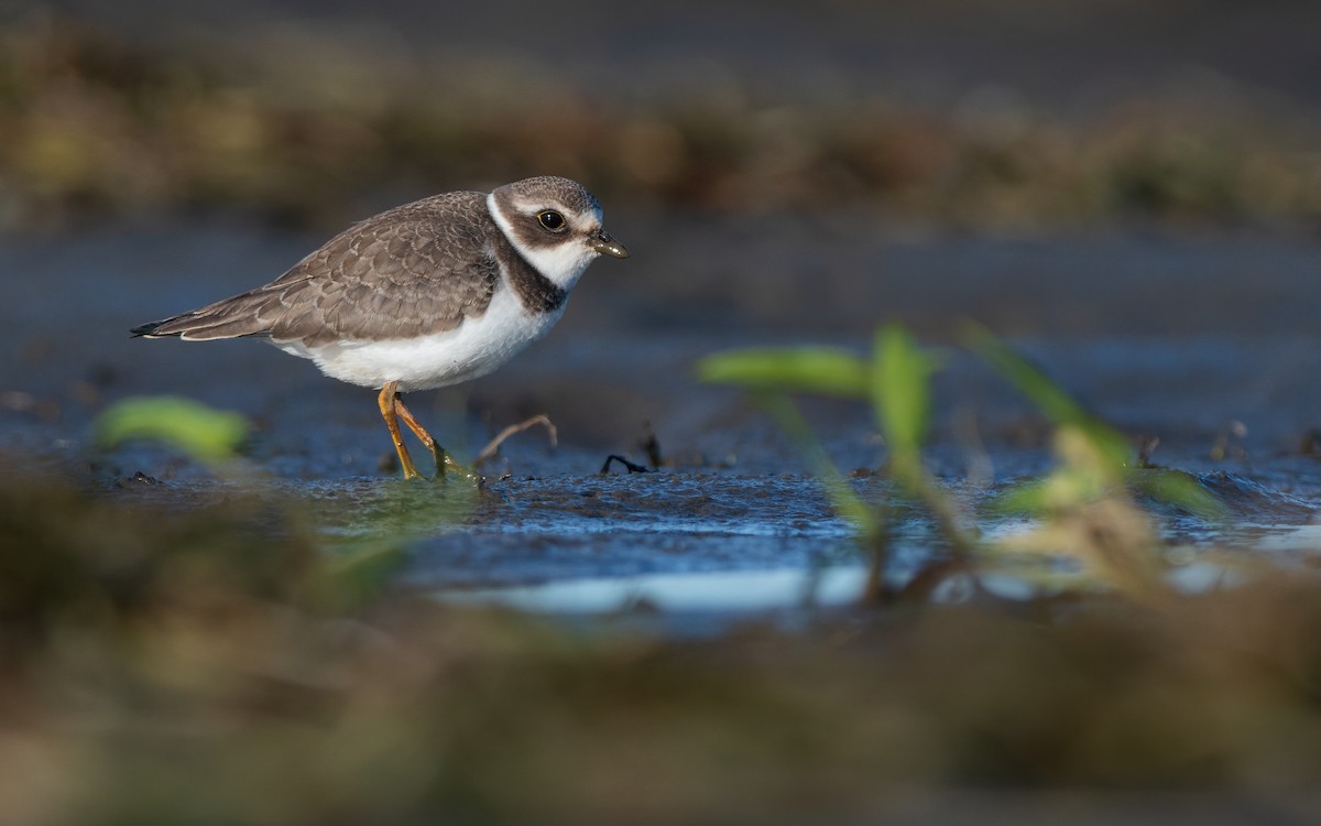 Semipalmated Plover - ML177308171