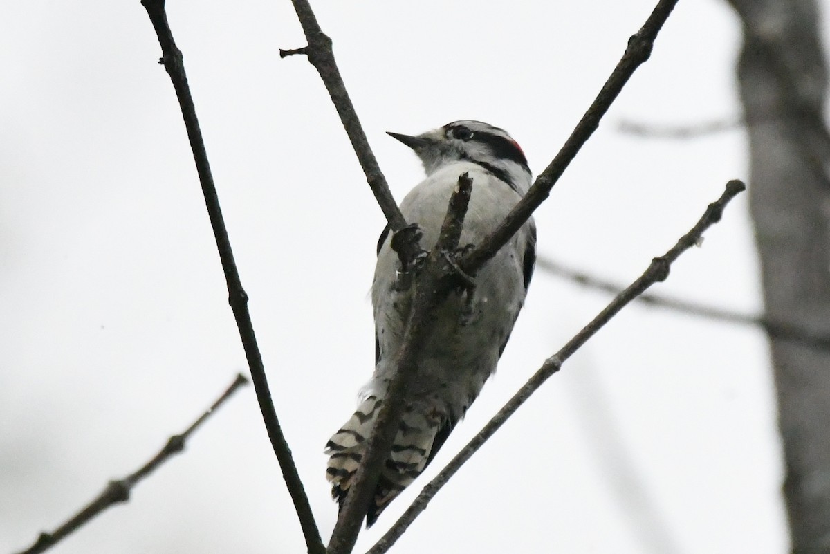 Downy Woodpecker (Eastern) - ML177310901