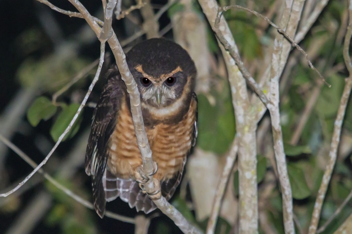 Tawny-browed Owl - Gabriel Bonfa
