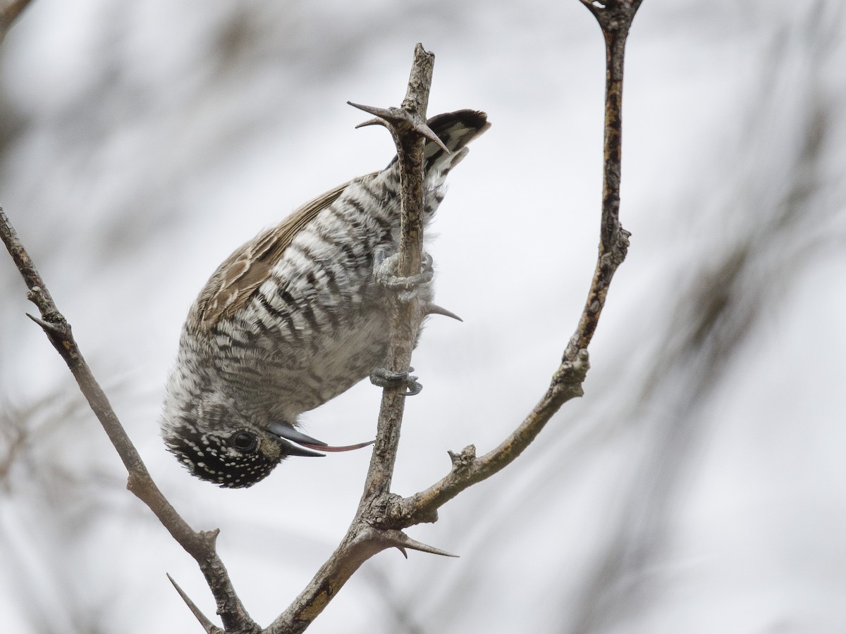 White-barred Piculet - ML177318641