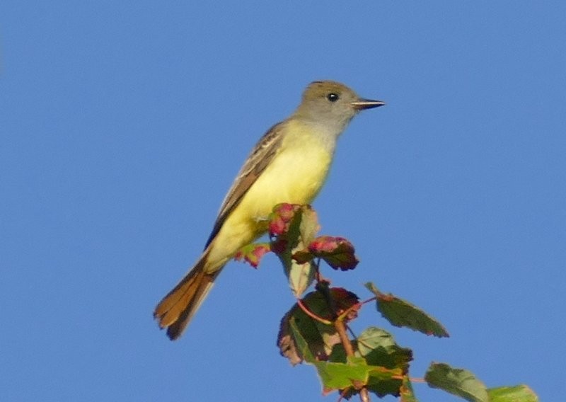 Great Crested Flycatcher - ML177320331