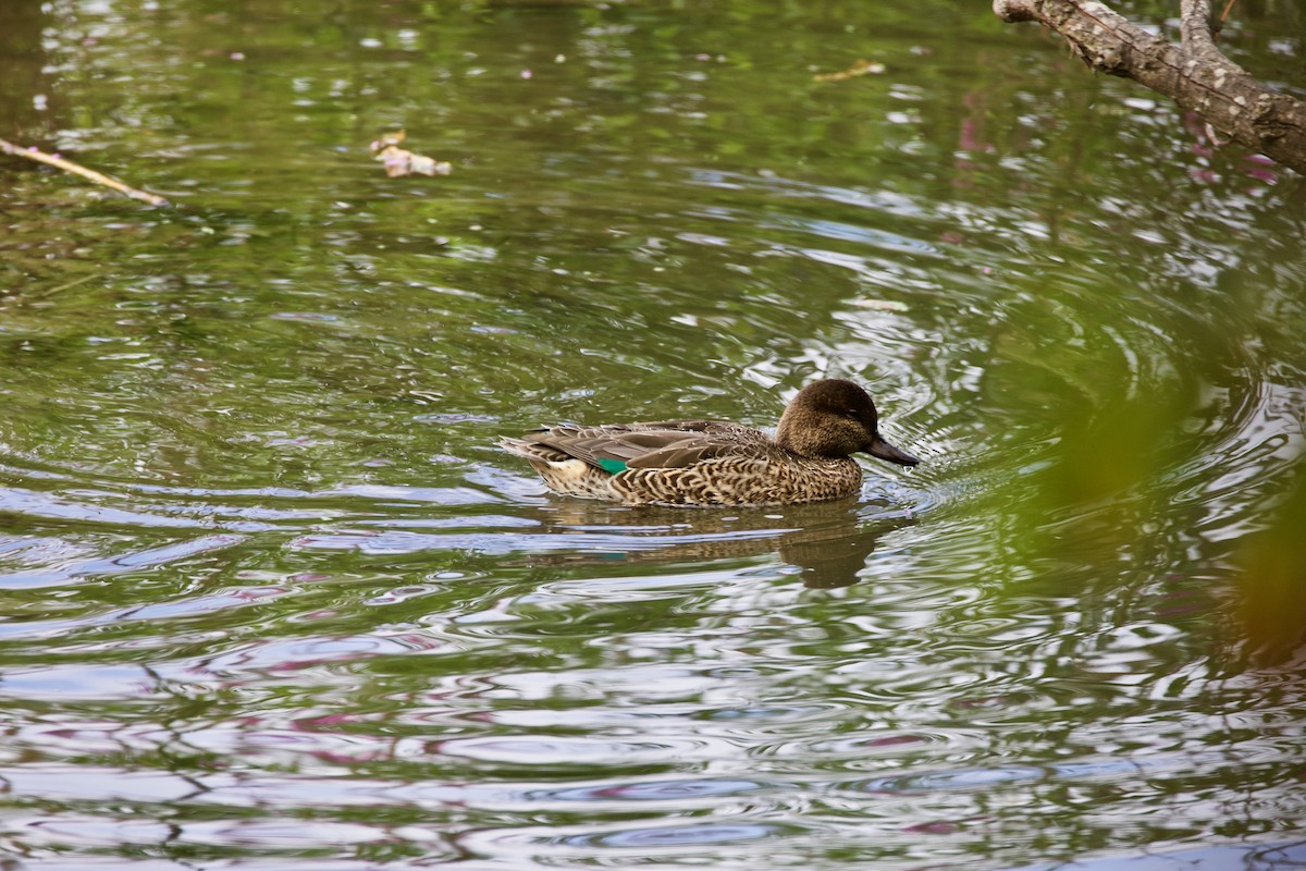Green-winged Teal - ML177329121