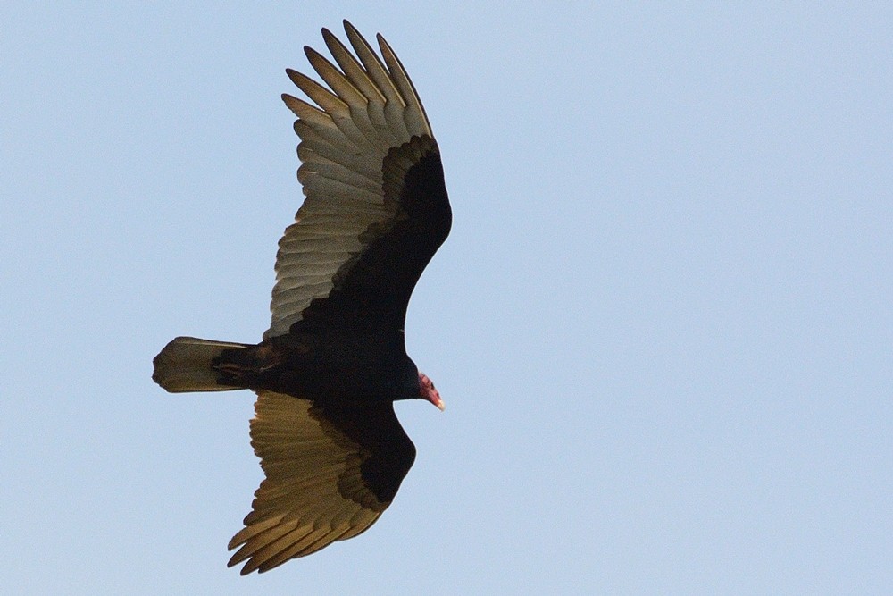Turkey Vulture - Aníbal Domaniczky  CON CONA Caracara