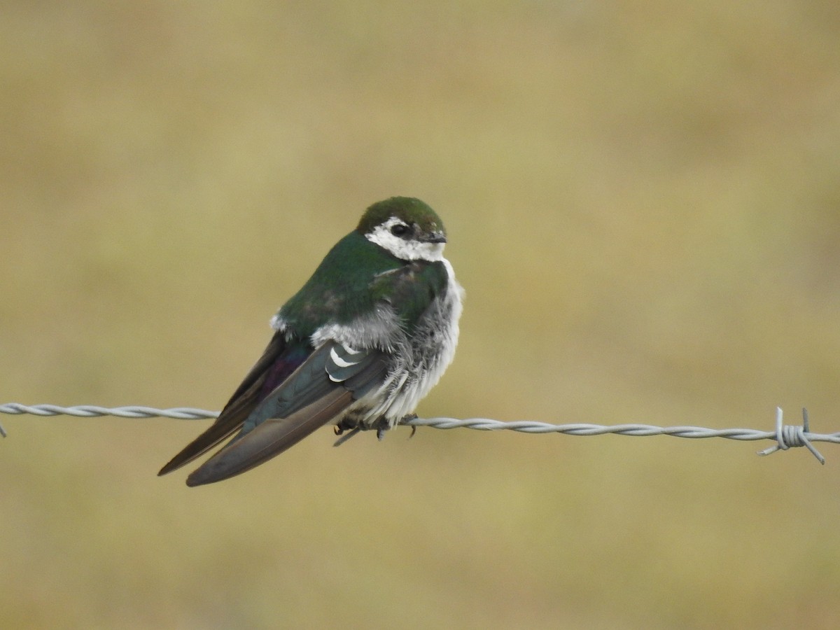 Violet-green Swallow - Janine Robin