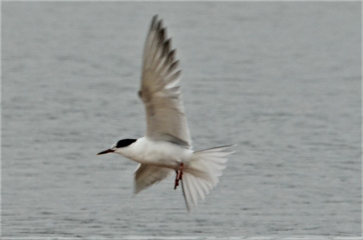 Common Tern - ML177332081
