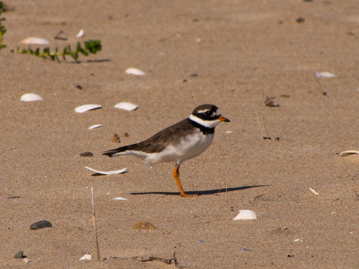 Common Ringed Plover - ML177332821