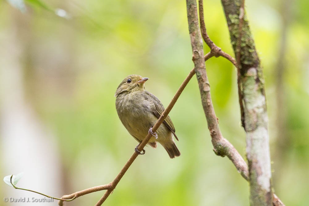 Red-capped Manakin - ML177333981