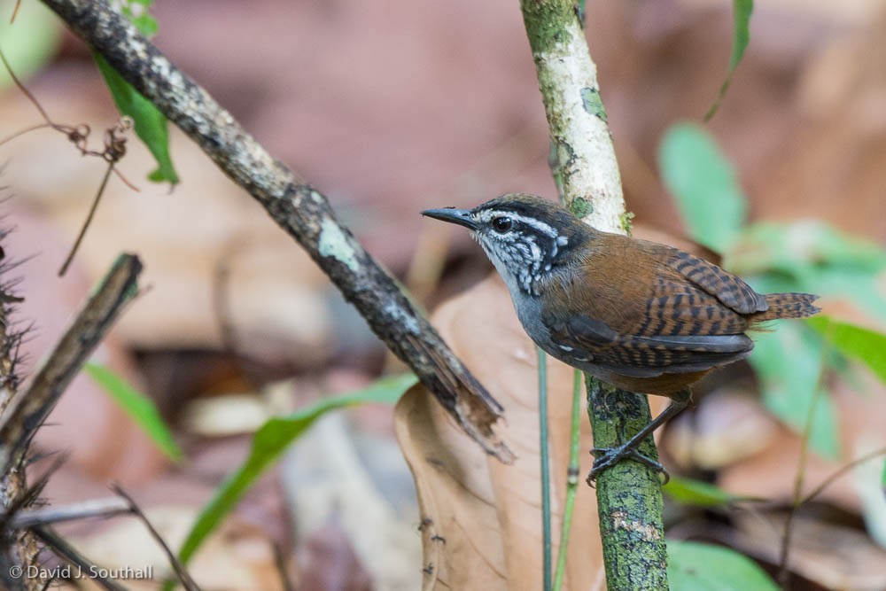 White-breasted Wood-Wren - David Southall