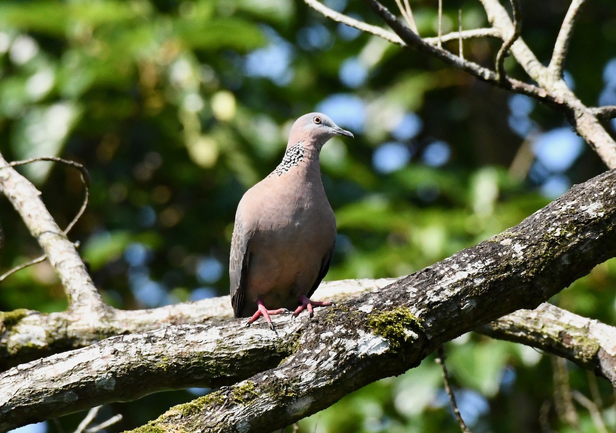 Spotted Dove - Adam Dudley