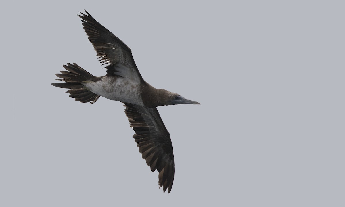 Brown Booby - ML177341801
