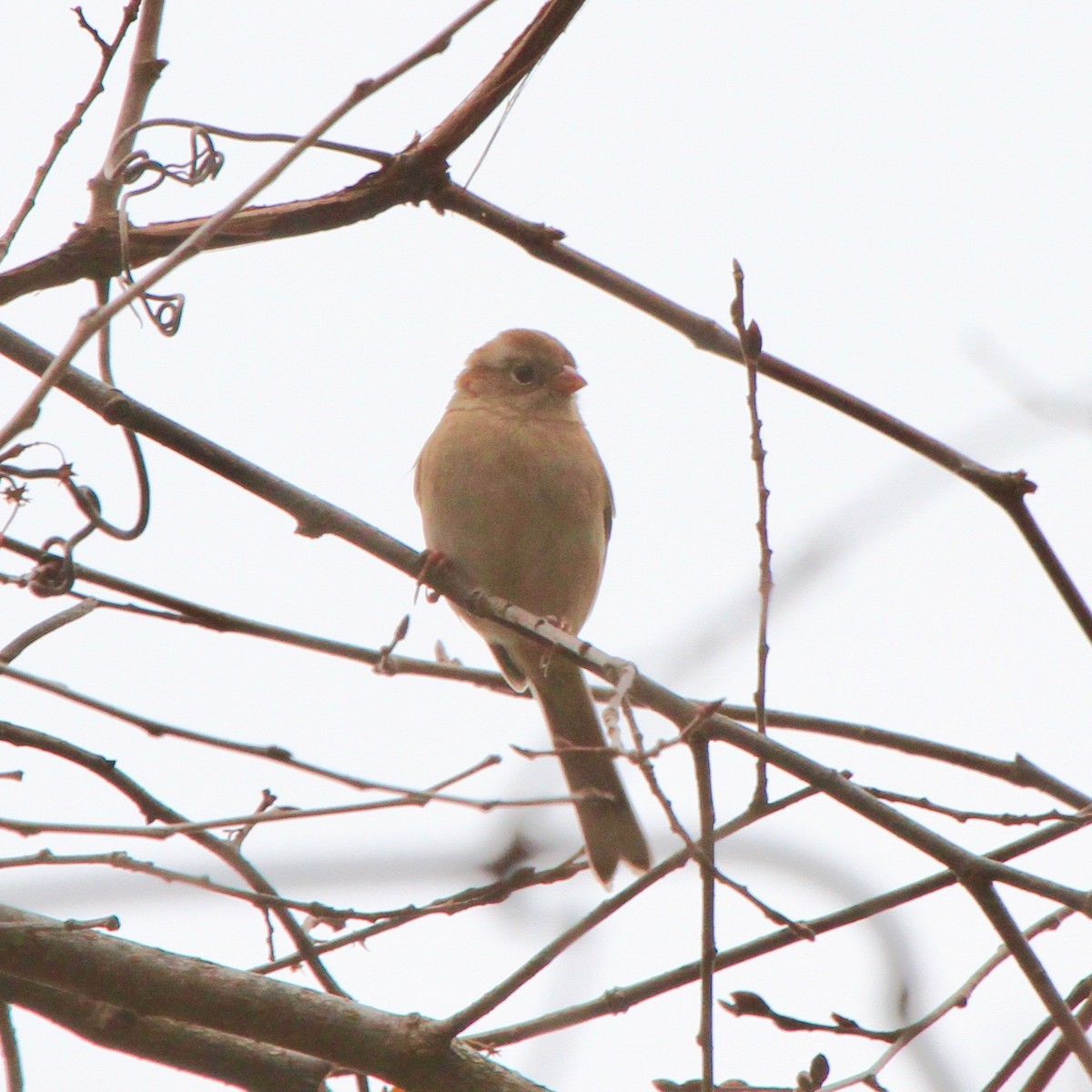 Field Sparrow - ryan  doherty