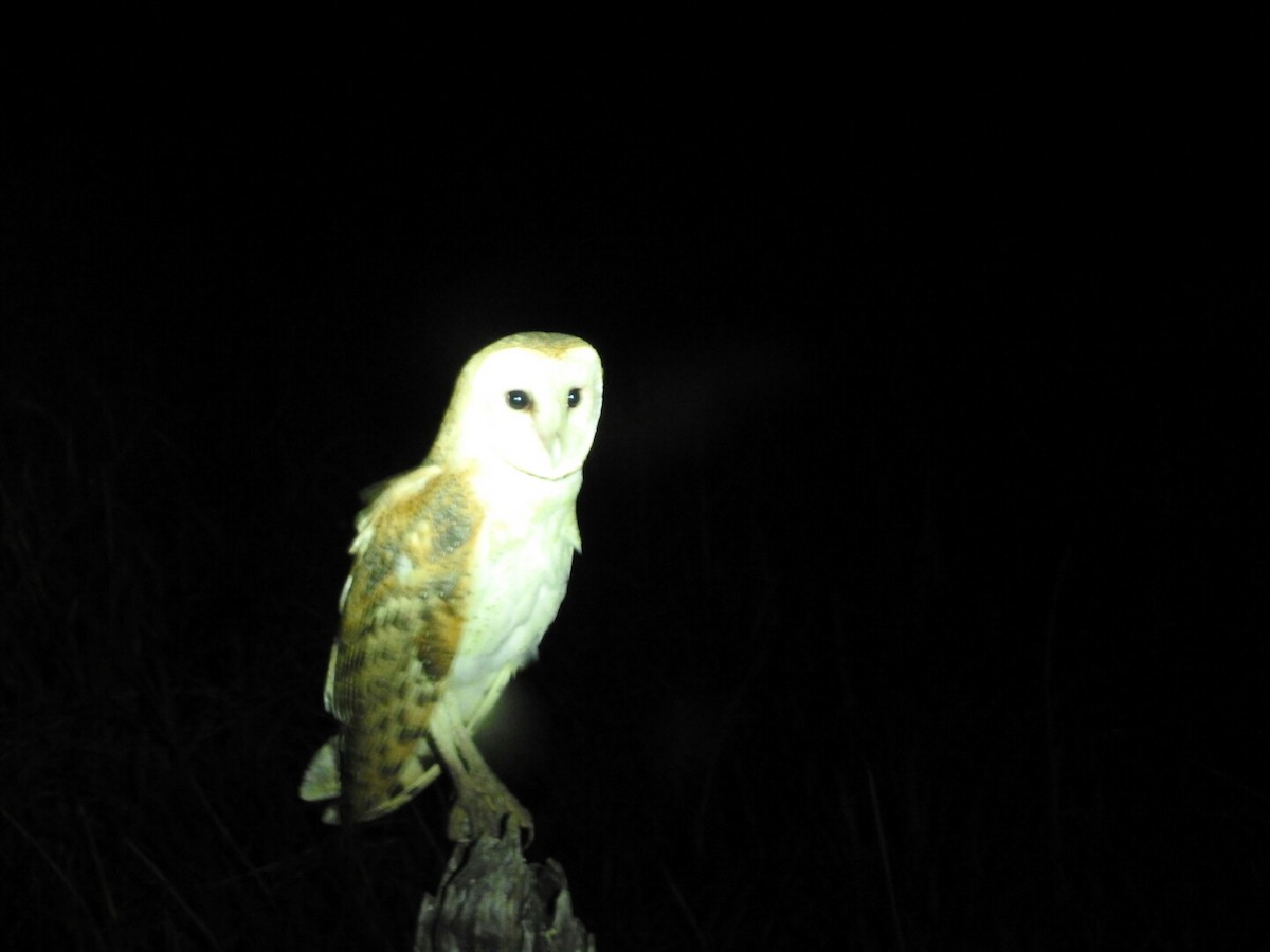 Barn Owl - Enrique Heredia (Birding Tours)