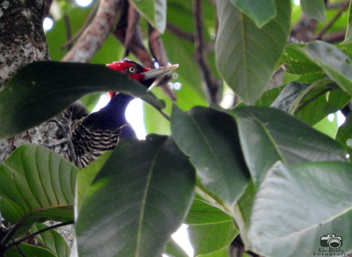 Pale-billed Woodpecker - ML177345741