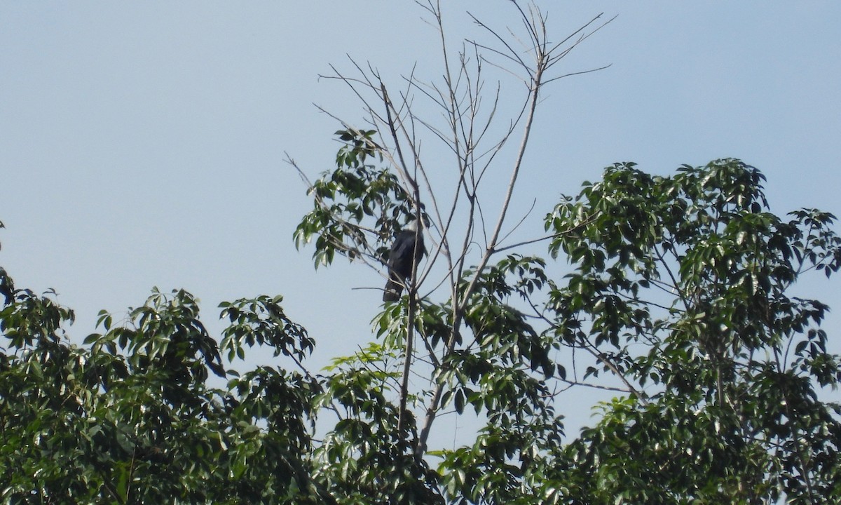 Gray-headed Kite - grete pasch